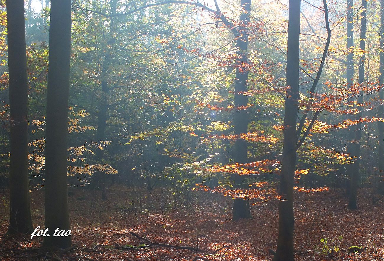 Jesienne promienie soca z trudem przedary si przez chmury nad dobaczewskim lasem, listopad 2019 r.